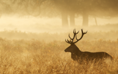 Proef het wild van de Veluwe